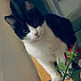 adorable, black_and_white, cat, close_up, curious, ears, eyes, flower, indoor, leaves, pet, pink_nose, plant, portrait, rose, sitting, table, tuxedo_cat, whiskers, wooden_surface
