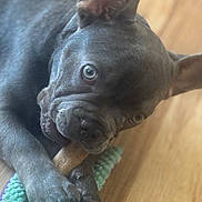 Cloud joined the competition — help win amazing prizes! animal, black_dog, bone, canine, chewing, close_up, companion, cute, dog, floor, french_bulldog, indoor, paw, pet, pet_toy, playful, plush_toy, toy, wooden_floor, wrinkles