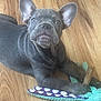 Cloud is registered to the contest to win money with this photo: adorable, animal, blue_gray, cute, dog, ears, floor, french_bulldog, indoor, laying_down, mammal, pet, playful, plush_toy, polka_dot, puppy, stick, toy, wooden_floor, young_dog