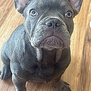Cloud is registered to the contest to win money with this photo: animal, canine, cute, dog, domestic_animal, ears, expression, face, french_bulldog, fur, indoor, looking_up, pet, portrait, puppy, sitting, snout, whiskers, wooden_floor, young