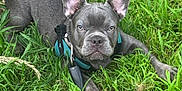Cloud joined the competition — help win amazing prizes! alert, animal, canine, closeup, cute, dog, ears, french_bulldog, grass, greenery, harness, leash, lying_down, mammal, nature, outdoor, pet, portrait, puppy, young