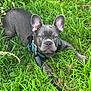 alert, animal, canine, closeup, cute, dog, ears, french_bulldog, grass, greenery, harness, leash, lying_down, mammal, nature, outdoor, pet, portrait, puppy, young