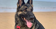 Orka participe au concours pour gagner de l'argent avec cette photo : animal, beach, canine, clouds, collar, cute, dog, fur, german_shepherd, happy, nature, outdoor, pet, portrait, sand, sitting, sky, tag, tongue_out, water