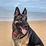 dog, german_shepherd, beach, sand, tongue_out, pet, animal, outdoor, canine, fur, collar, tag, water, sky, clouds, portrait, sitting, cute, happy, nature