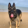Orka participe au concours pour gagner de l'argent avec cette photo : dog, german_shepherd, beach, sand, ocean, tongue_out, pet, canine, outdoor, animal, mammal, fur, ears, collar, tag, sky, water, nature, playful, standing