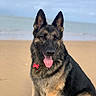 Orka participe au concours pour gagner de l'argent avec cette photo : dog, german_shepherd, beach, sand, sea, water, sky, tongue_out, pet, animal, canine, outdoor, nature, fur, ears, sitting, happy, alert, collar, tag