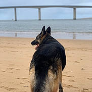 Orka a rejoint le concours — aidez-le/la à gagner de superbes lots ! dog, german_shepherd, beach, sand, sea, water, bridge, outdoor, animal, canine, pet, nature, landscape, walking, back_view, calm, footprints, sky, daytime, relaxation