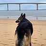 dog, german_shepherd, beach, sand, sea, water, bridge, outdoor, animal, canine, pet, nature, landscape, walking, back_view, calm, footprints, sky, daytime, relaxation