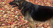 Orka a rejoint le concours — aidez-le/la à gagner de superbes lots ! dog, german_shepherd, autumn, fall_leaves, outdoor, nature, animal, pet, canine, leaf_litter, seasonal, park, grass, brown, black, side_profile, standing, happy, collar, daylight