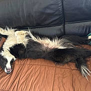 Thao a rejoint le concours — aidez-le/la à gagner de superbes lots ! animal, black_and_white, blanket, canine, comfortable, couch, cozy, dog, fur, home, indoor, leather, lying_down, paw, pet, relaxed, resting, sleeping, sprawled, tail