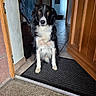 Thao a rejoint le concours — aidez-le/la à gagner de superbes lots ! animal, black_and_white, border_collie, companion, cute, dog, doormat, ears, entrance, eyes, floor_tiles, fur, home, indoor, looking_up, pet, portrait, sitting, waiting, wooden_door