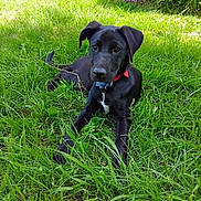 Harley participe au concours pour gagner de l'argent avec cette photo : animal, black_dog, canine, collar, cute, dog, flower, garden, grass, greenery, leisure, nature, outdoor, pet, playful, puppy, resting, summer, sunlight, young_dog
