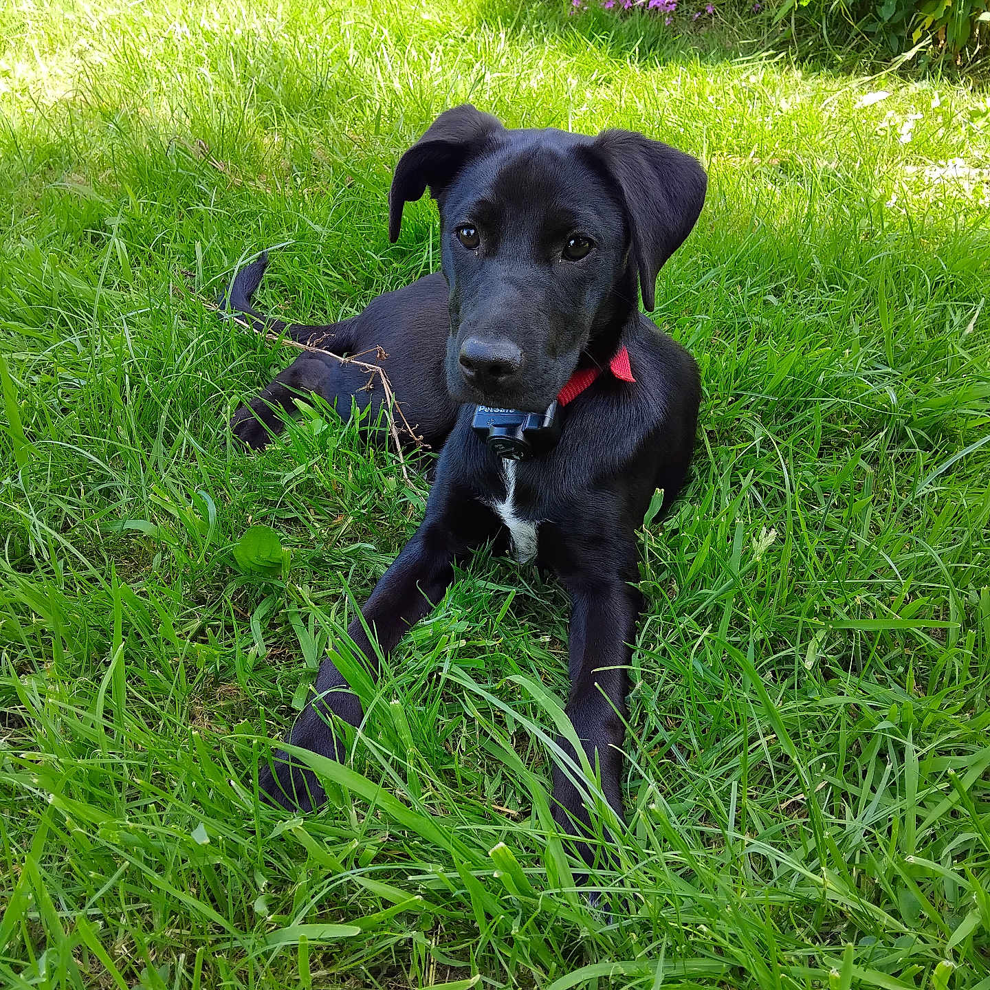Harley