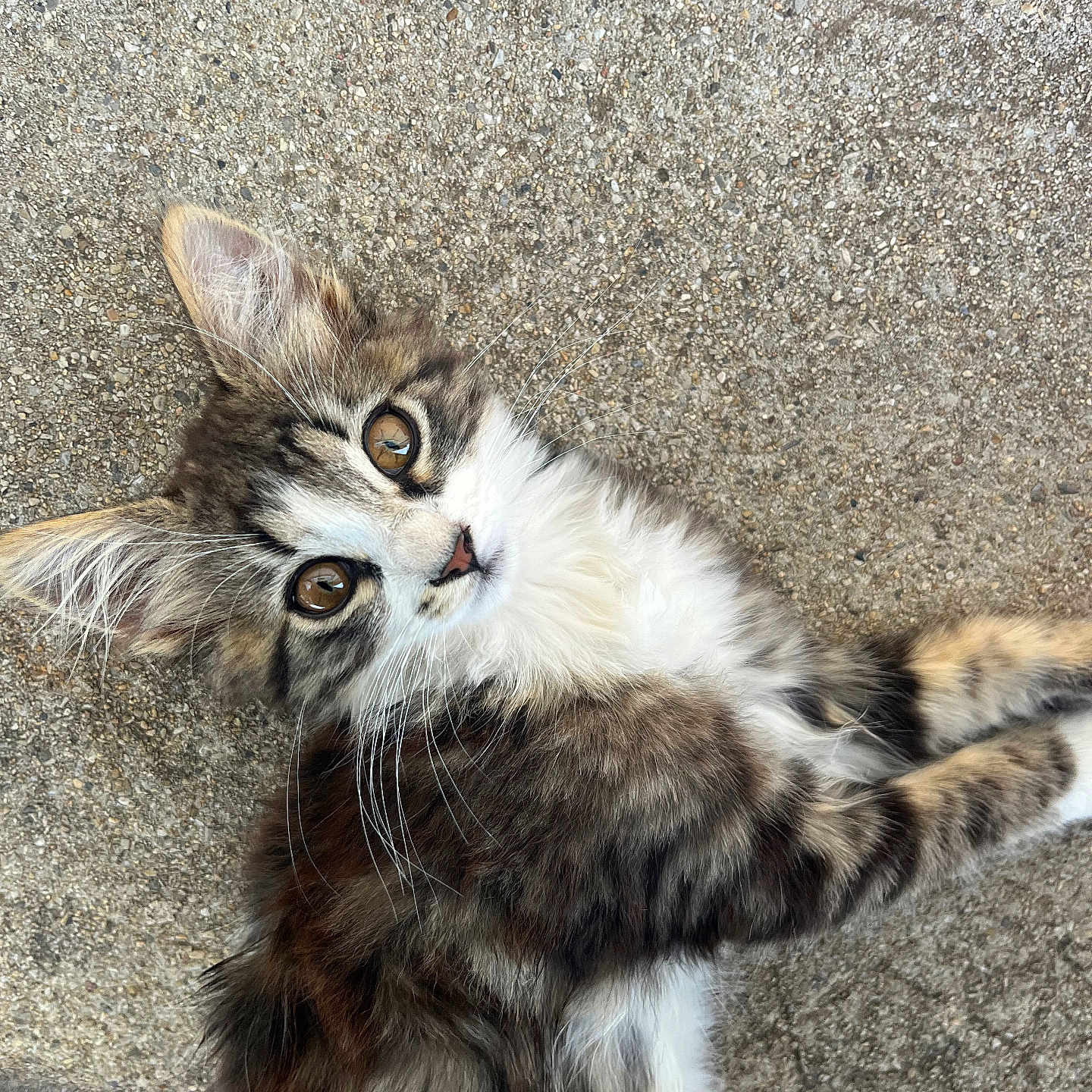 Raja