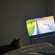 Baby Girl joined the competition — help win amazing prizes! cat, bed, blanket, television, screen, indoor, animal, feline, watching, dark, room, table, cable, light, shadow, fur, pet, home, relaxing, cozy