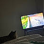Baby Girl joined the competition — help win amazing prizes! cat, bed, blanket, television, screen, indoor, animal, feline, watching, dark, room, table, cable, light, shadow, fur, pet, home, relaxing, cozy