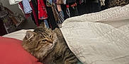Baby Girl is registered to the contest to win money with this photo: cat, tabby, fur, indoor, quilt, blanket, clothes, closet, hanger, striped, relaxed, resting, paw, bed, furniture, fabric, cozy, sleepy, pet, animal