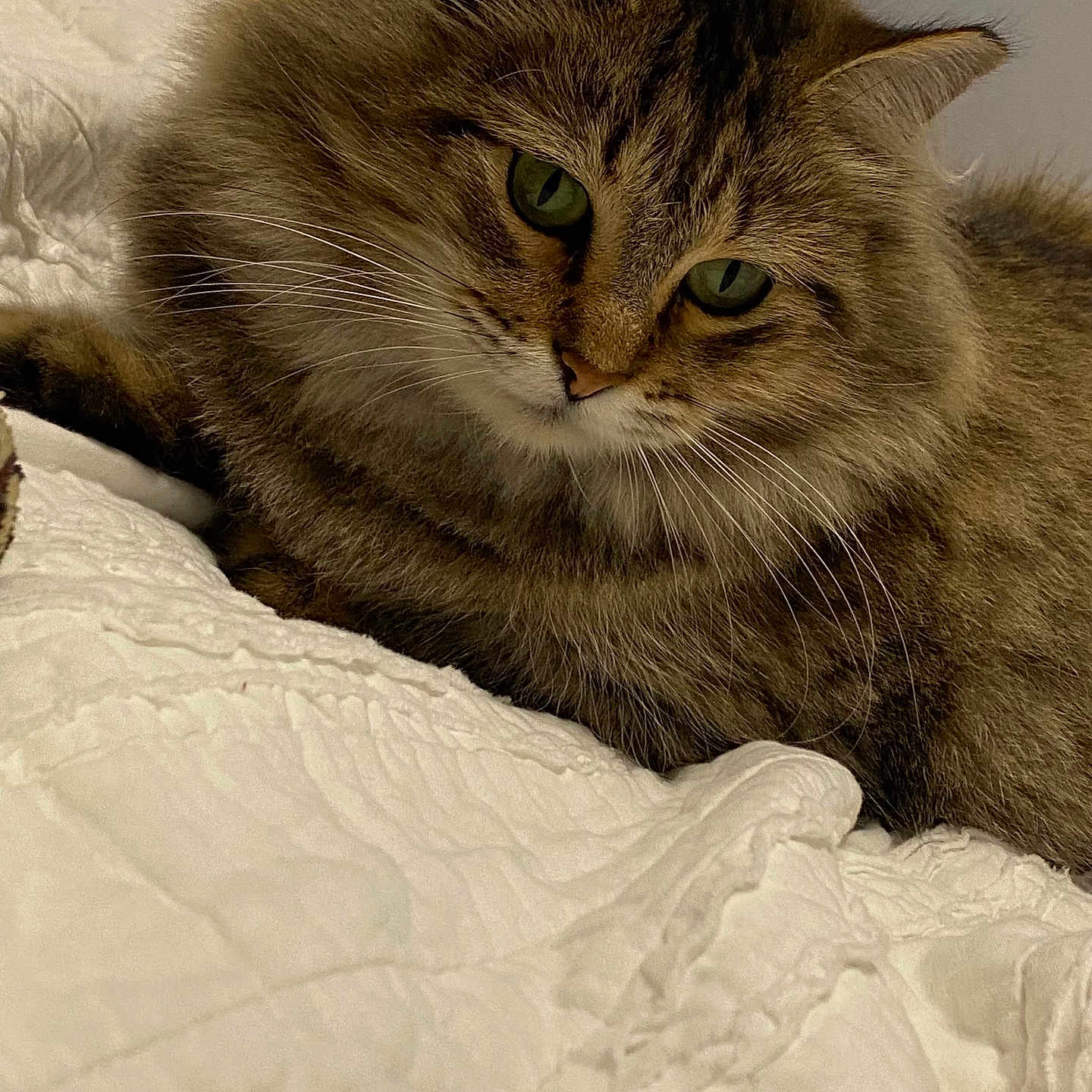 Baby Girl joined the competition — help win amazing prizes! animal, bedspread, cat, close_up, cozy, cute, domestic_animal, feline, fluffy, fur, green_eyes, indoor, mammal, pet, portrait, relaxed, resting, sleepy, tabby, whiskers