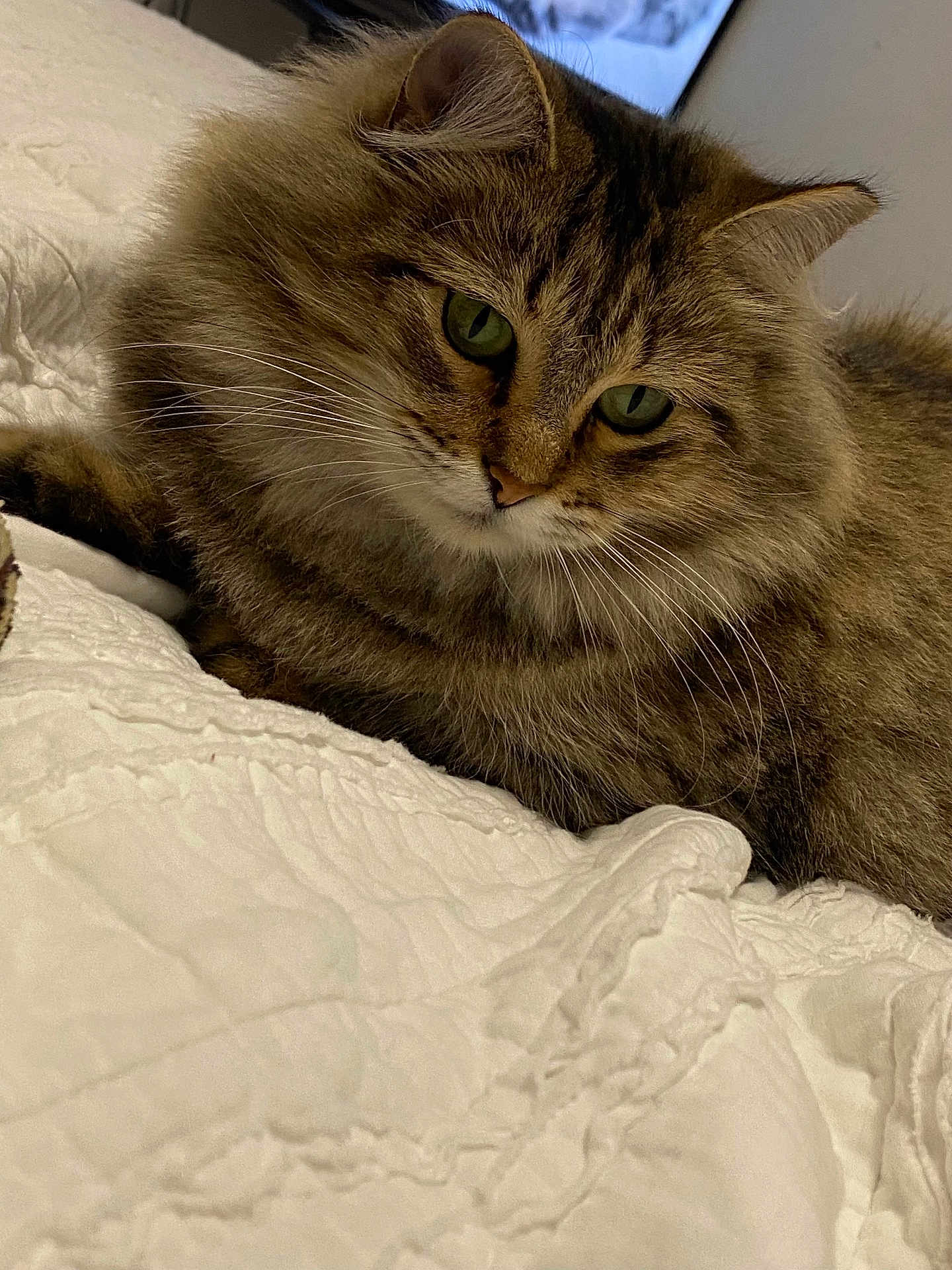 Baby Girl joined the competition — help win amazing prizes! cat, fluffy, green_eyes, bedspread, indoor, pet, feline, close_up, whiskers, cute, resting, portrait, fur, domestic_animal, animal, sleepy, cozy, tabby, mammal, relaxed