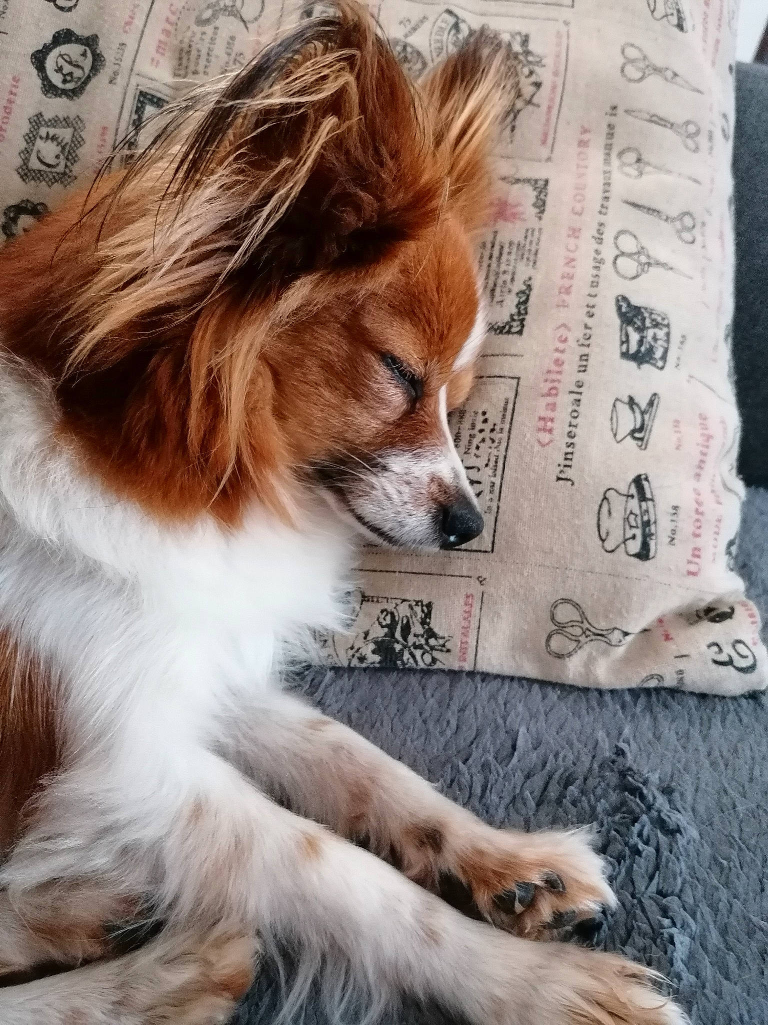 Jezabelle participe au concours pour gagner de l'argent avec cette photo : canidae, carnivore, companion_dog, dog, dog_breed, fawn, fur, linens, liver, newspaper, papillon, pillow, snout, sporting_group, terrestrial_animal, toy_dog, whiskers