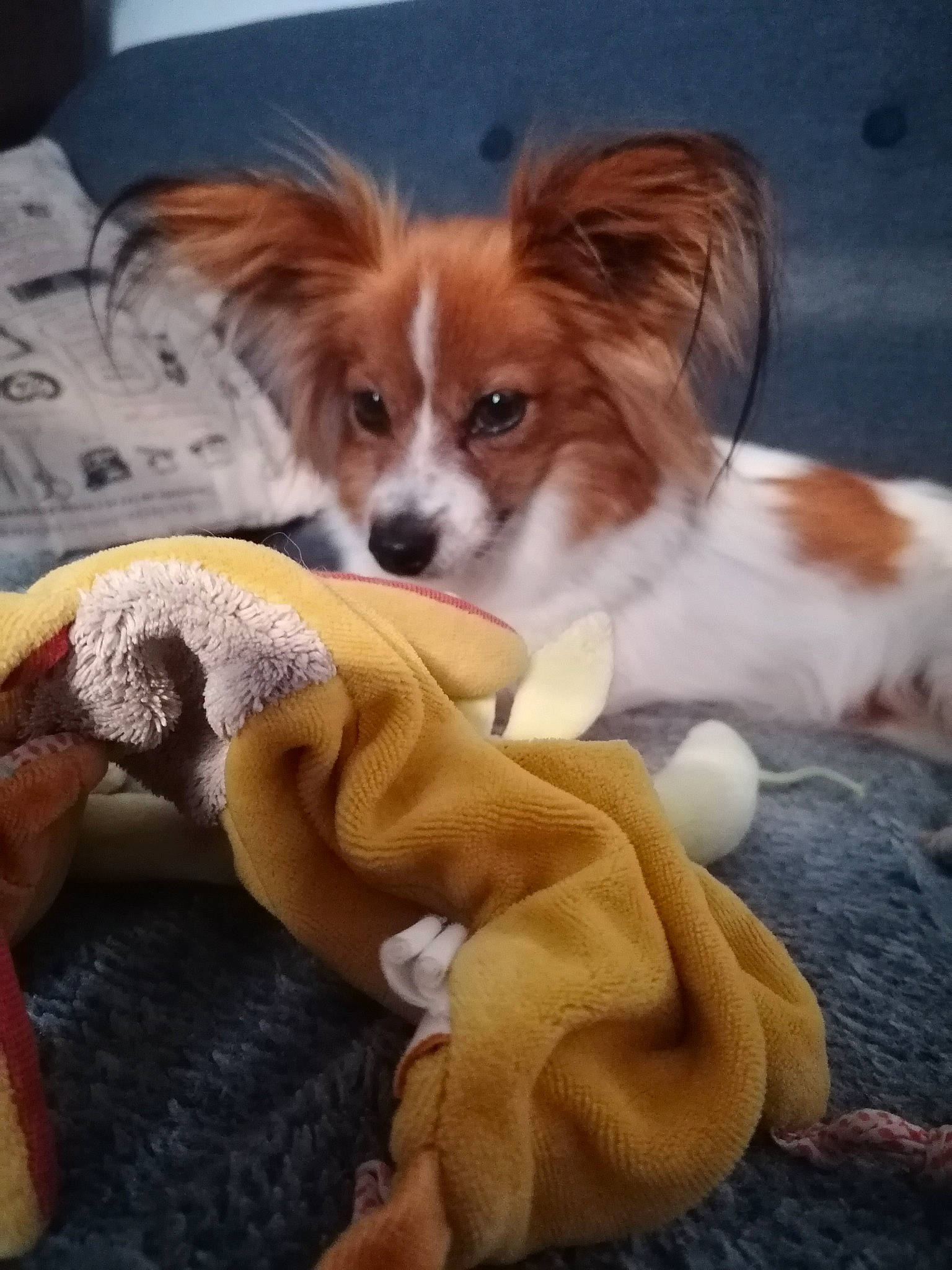 Jezabelle a rejoint le concours — aidez-le/la à gagner de superbes lots ! canidae, carnivore, comfort, companion_dog, dog, dog_breed, dog_supply, fawn, fur, liver, mammal, papillon, paw, snout, sporting_group, terrestrial_animal, toy, toy_dog, vertebrate, whiskers