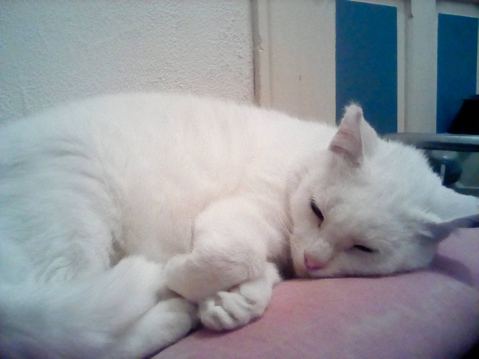 Capsule participe au concours pour gagner de l'argent avec cette photo : asian, burmilla, carnivore, cat, eye, felidae, fur, khao_manee, kitten, mammal, nap, nose, ragdoll, sleep, small_to_medium_sized_cats, tail, turkish_angora, turkish_van, vertebrate, whiskers