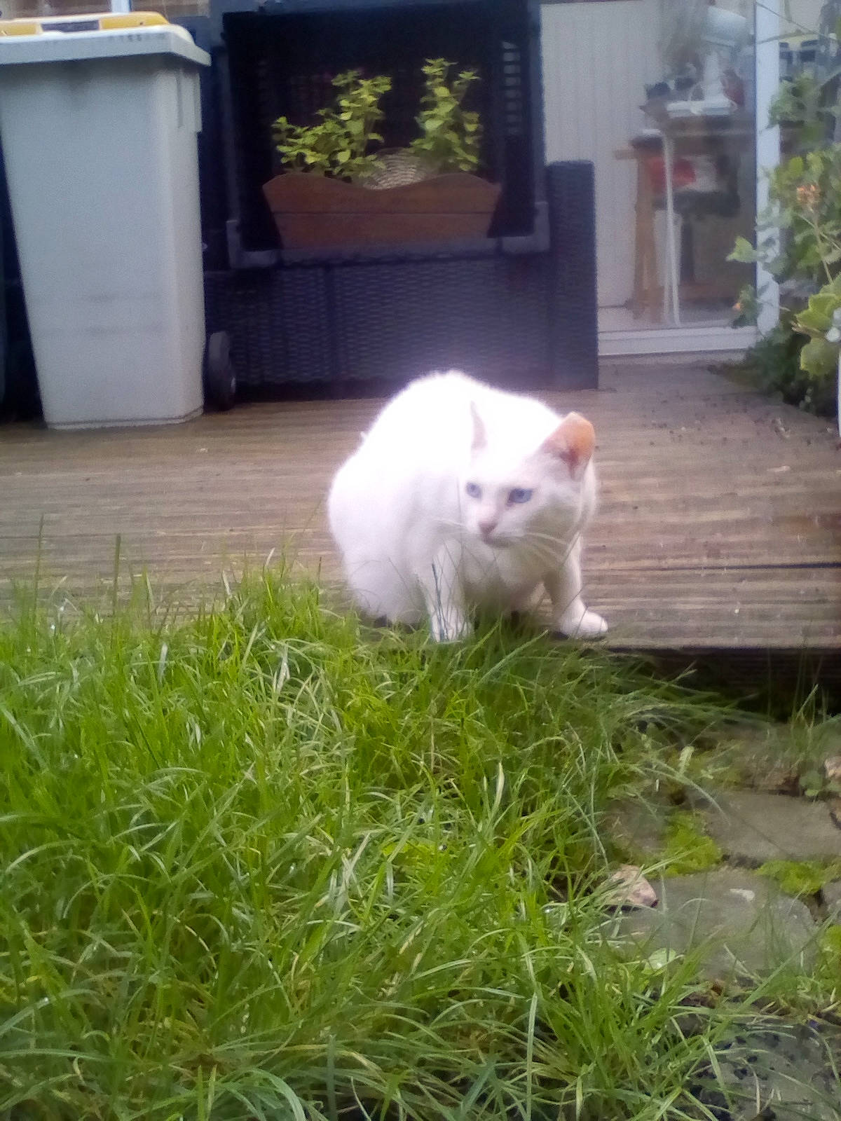 Capsule a rejoint le concours — aidez-le/la à gagner de superbes lots ! canidae, carnivore, cat, fawn, felidae, grass, persian, plant, small_to_medium_sized_cats, tail, turkish_angora, turkish_van