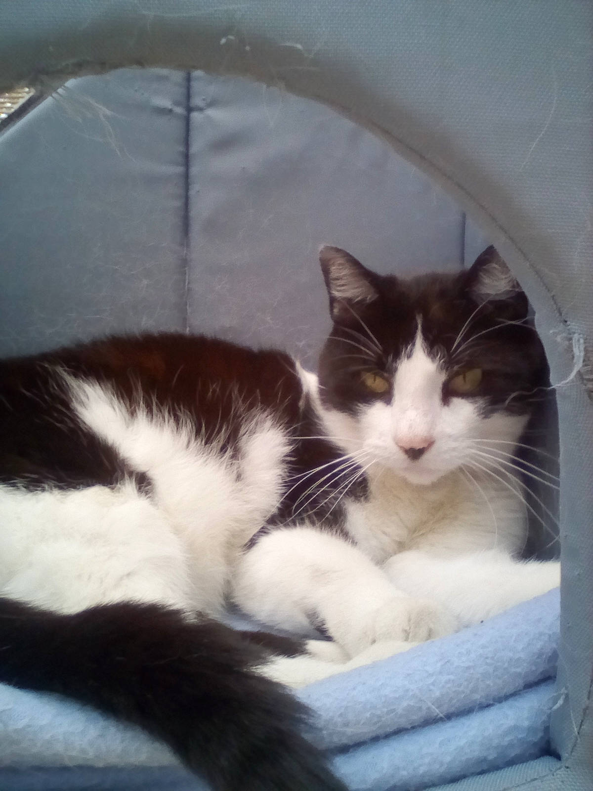 Domino a rejoint le concours — aidez-le/la à gagner de superbes lots ! aegean_cat, american_wirehair, black_and_white, carnivore, cat, domestic_short_haired_cat, european_shorthair, felidae, fur, kitten, polydactyl_cat, small_to_medium_sized_cats, tail, whiskers