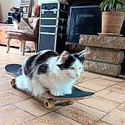 Timy participe au concours pour gagner de l'argent avec cette photo : animal, black_and_white, cat, chair, cozy, dog, floor, furry, home_decor, indoor, pet, plant, potted_plant, relaxed, sitting, skateboard, stone, teddy_bear, tile_floor, wooden_cabinet