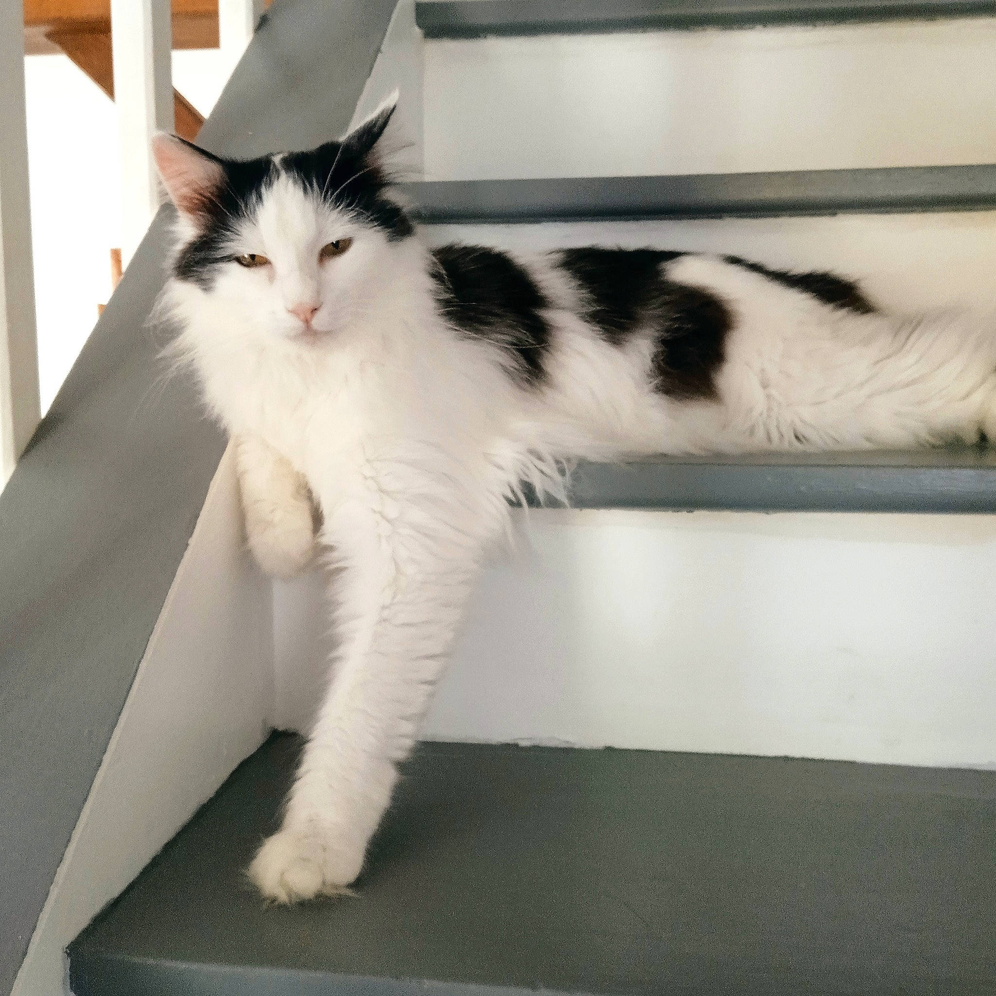 Timy participe au concours pour gagner de l'argent avec cette photo : carnivore, cat, claw, comfort, domestic_short_haired_cat, felidae, flooring, foot, fur, metal, paw, room, small_to_medium_sized_cats, snout, tail, whiskers, window