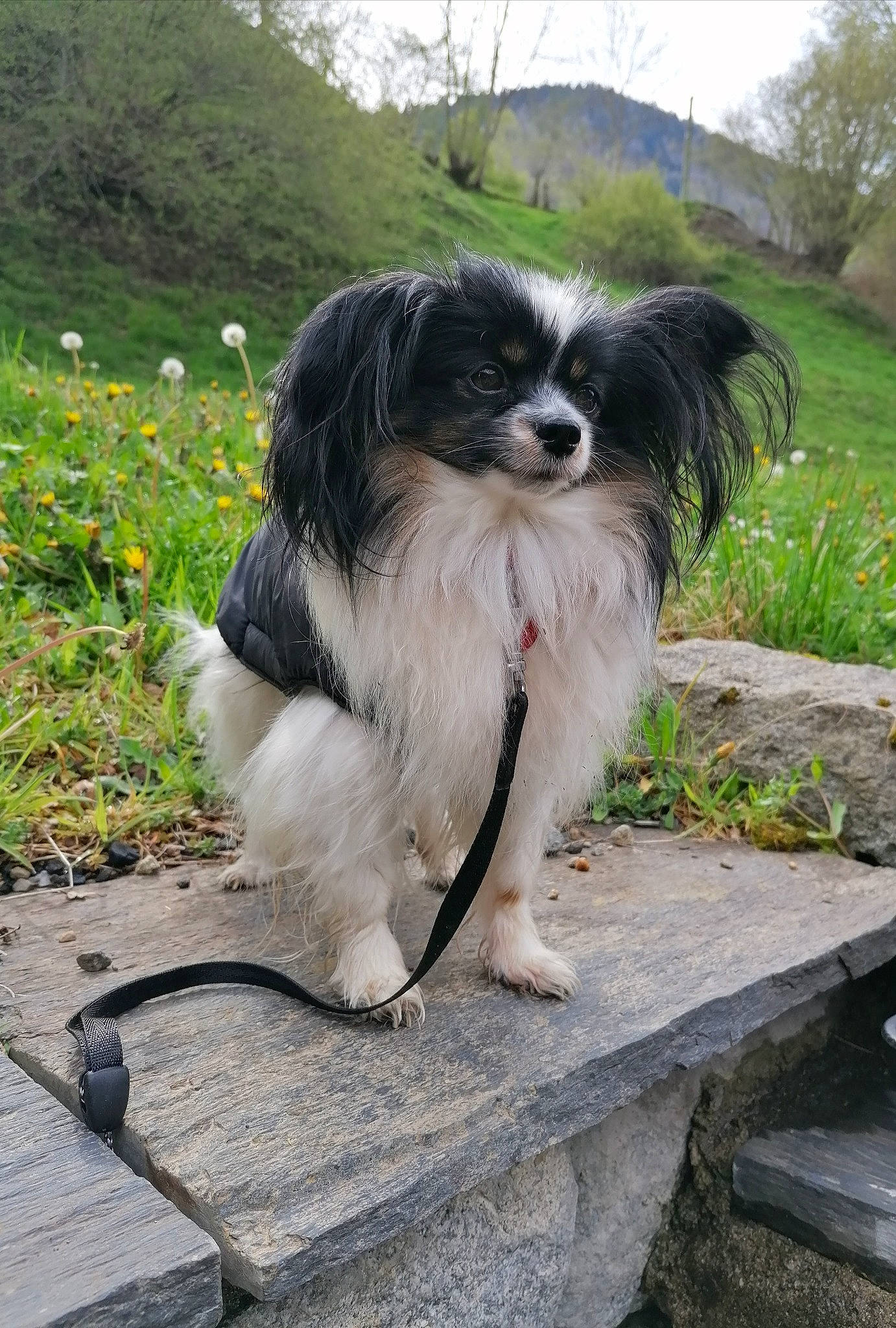 Nikie participe au concours pour gagner de l'argent avec cette photo : canidae, carnivore, collar, companion_dog, dog, dog_breed, flower, fur, grass, plant, sky, snout, sporting_group, tail, toy_dog, tree, working_animal, working_dog