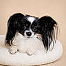 Nikie participe au concours pour gagner de l'argent avec cette photo : adorable, animal, black_and_white, closeup, companion, cozy, cushion, cute, dog, ears, fluffy, fur, indoor, looking, papillon, pet, portrait, resting, small_dog, studio
