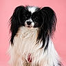 Nikie participe au concours pour gagner de l'argent avec cette photo : adorable, animal, black_and_white, canine, companion, cute, dog, domestic_animal, ears, fluffy, furry, long_hair, mammal, papillon, pet, pink_background, portrait, sitting, small_dog, studio