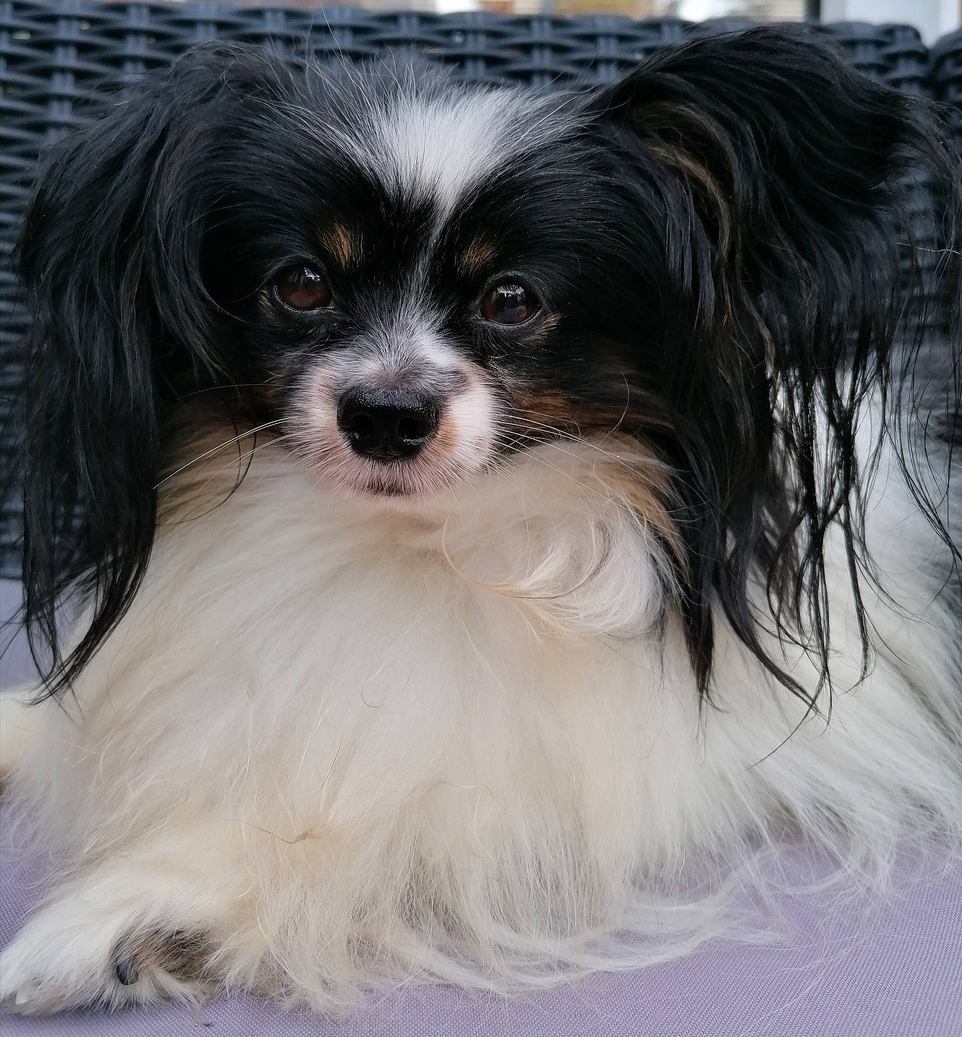 Nikie a rejoint le concours — aidez-le/la à gagner de superbes lots ! canidae, carnivore, companion_dog, dog, dog_breed, fur, liver, snout, sporting_group, terrestrial_animal, toy_dog, whiskers, working_animal, working_dog