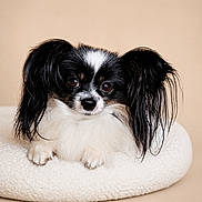 Nikie participe au concours pour gagner de l'argent avec cette photo : animal, black_and_white, companion, cozy, cushion, cute, dog, domestic_animal, ears, fluffy, furry, indoors, looking_at_camera, mammal, papillon, pet, portrait, resting, sitting, small_dog