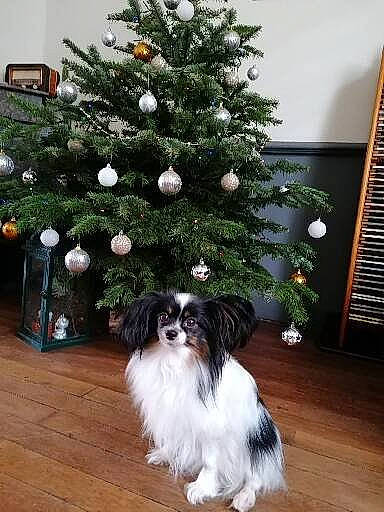 Nikie a rejoint le concours — aidez-le/la à gagner de superbes lots ! carnivore, christmas_decoration, christmas_ornament, christmas_tree, companion_dog, dog, dog_breed, event, evergreen, grass, hardwood, holiday, holiday_ornament, larch, ornament, plant, tints_and_shades, tree, window_blind, wood