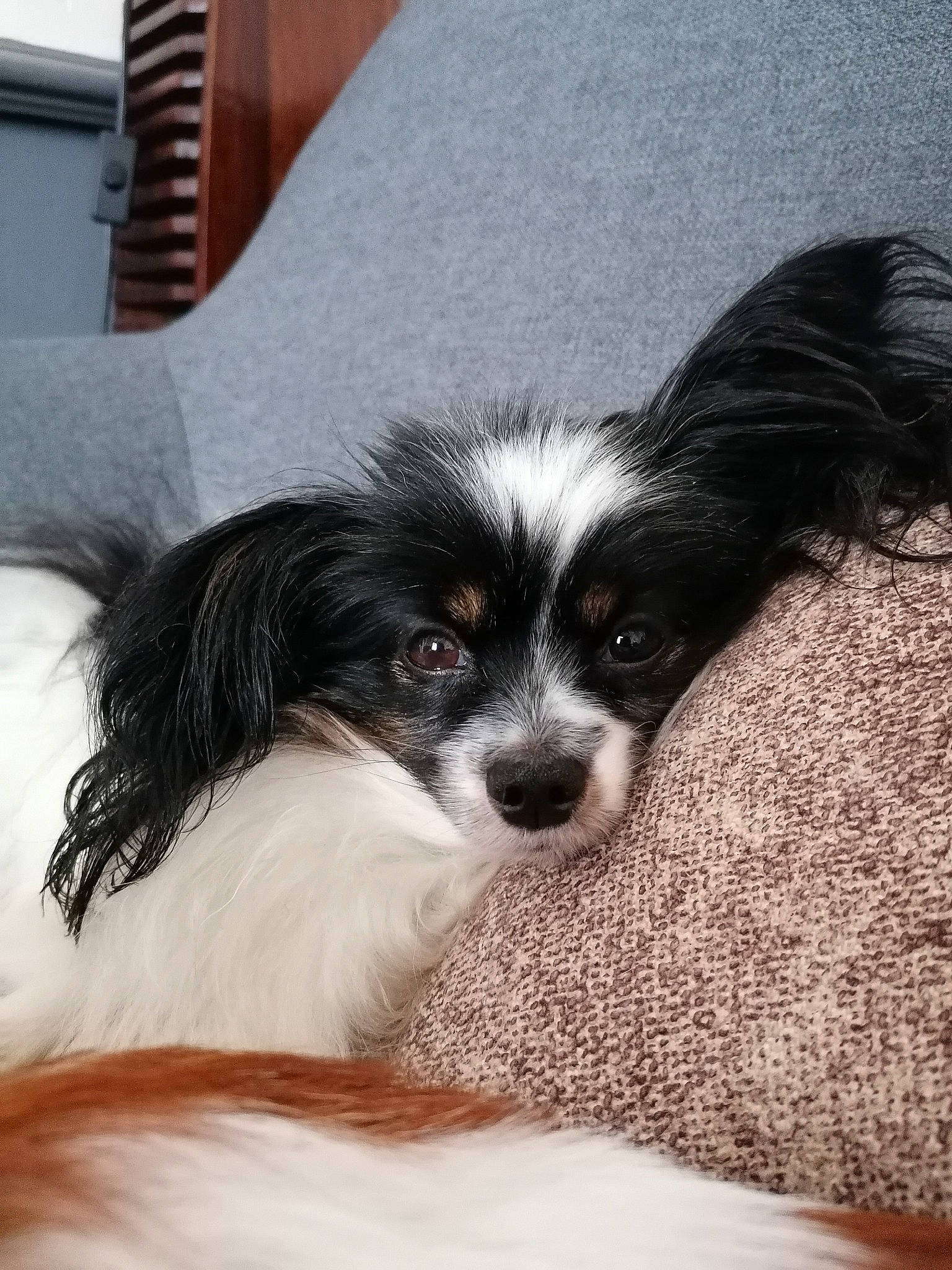 Nikie a rejoint le concours — aidez-le/la à gagner de superbes lots ! canidae, carnivore, chair, comfort, companion_dog, dog, dog_breed, ear, eye, fur, non_sporting_group, puppy, snout, spaniel, sporting_group, terrestrial_animal, toy_dog, whiskers, working_animal