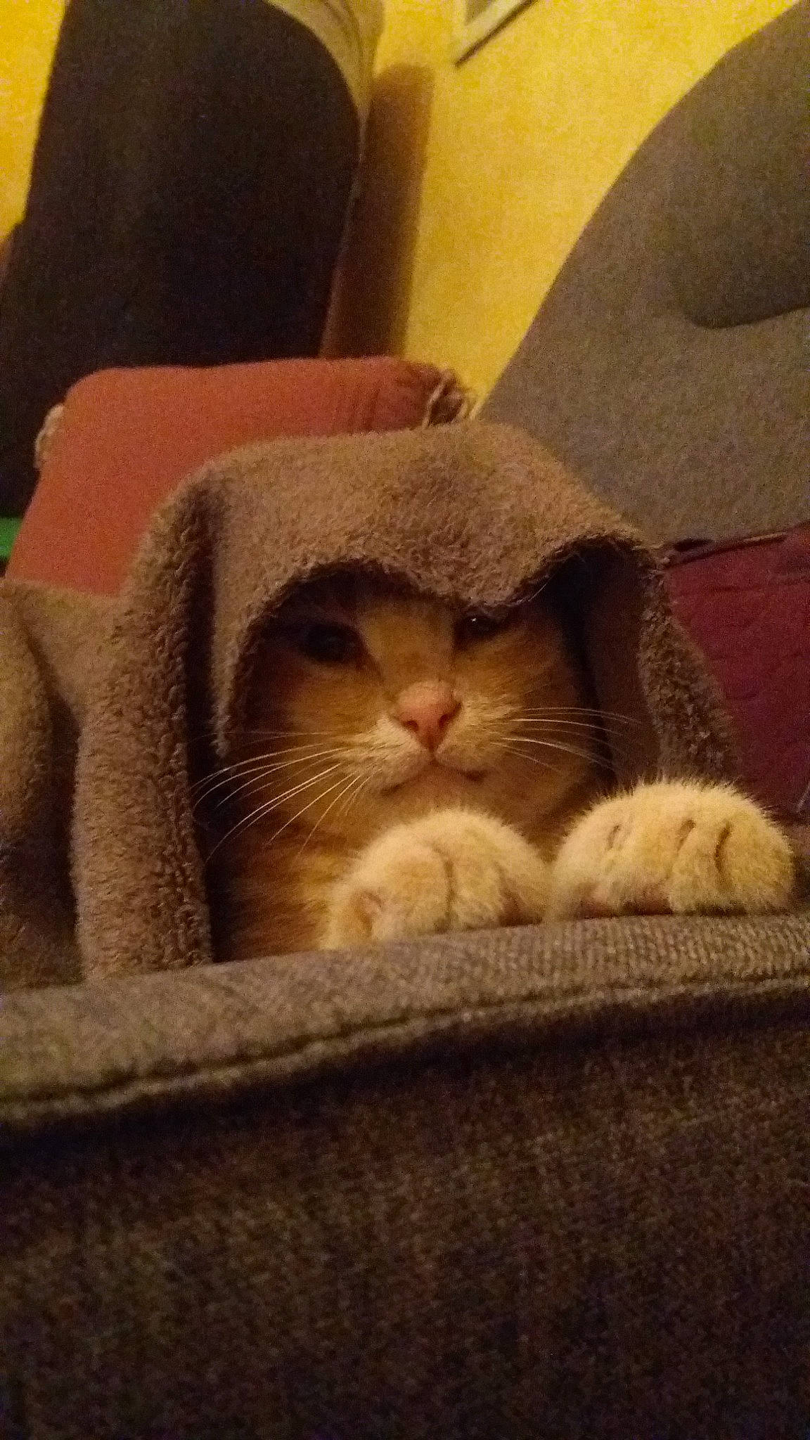 Cahuette participe au concours pour gagner de l'argent avec cette photo : asian, british_shorthair, carnivore, cat, european_shorthair, fawn, felidae, kitten, mammal, scottish_fold, small_to_medium_sized_cats, whiskers