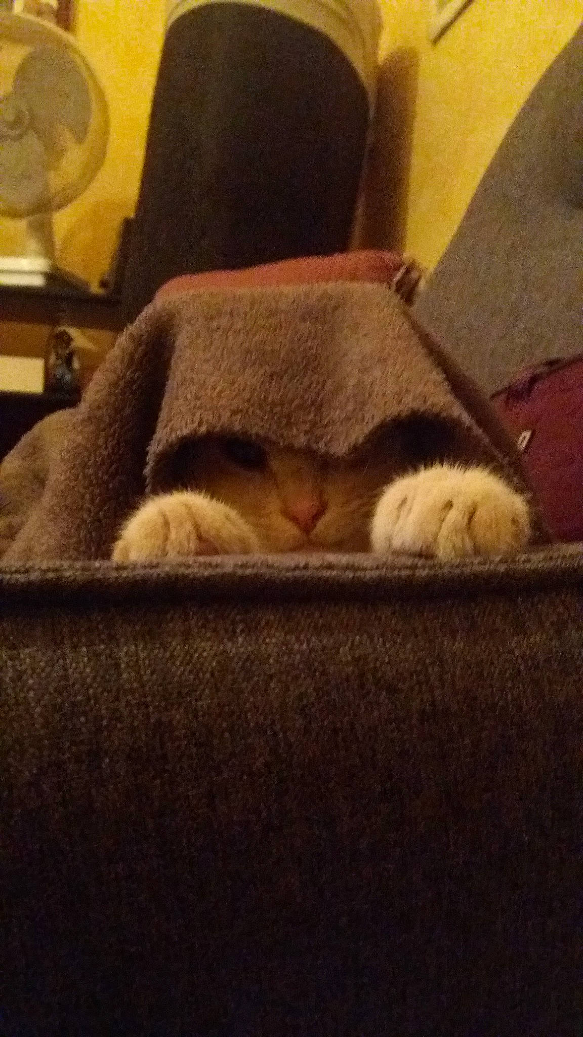 Cahuette a rejoint le concours — aidez-le/la à gagner de superbes lots ! beige, british_shorthair, canidae, carnivore, cat, comfort, fawn, felidae, fur, nap, small_to_medium_sized_cats