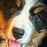 Sherman T joined the competition — help win amazing prizes! adorable, animal, black_white_brown, brown_eyes, close_up, cute, detailed, dog, face, fluffy, fur, indoors, nose, pet, photography, portrait, puppy, shiny_eyes, tongue, tri_color