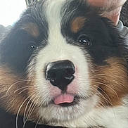 Sherman T is registered to the contest to win money with this photo: bernese_mountain_dog, black_and_white, blep, brown, close_up, cuddling, dog, eyes, face, fluffy, indoor, nose, person, pet, photography, portrait, puppy, tongue, tricolor, whiskers