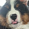 bernese_mountain_dog, black_and_white, blep, brown, close_up, cuddling, dog, eyes, face, fluffy, indoor, nose, person, pet, photography, portrait, puppy, tongue, tricolor, whiskers