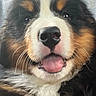 Sherman T joined the competition — help win amazing prizes! adorable, black_white_brown, close_up, cute, dog, eyes, face, fluffy, fur, happy, indoor, nose, pet, photography, playful, portrait, puppy, tongue, tricolor, whiskers