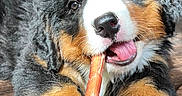 Sherman T is registered to the contest to win money with this photo: bernese_mountain_dog, black_fur, brown_fur, carrot, chewing, close_up, cute, dog, fluffy, happy, indoor, paws, pet, portrait, puppy, teeth, tongue, tricolor, white_markings, wooden_floor