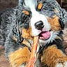 bernese_mountain_dog, black_fur, brown_fur, carrot, chewing, close_up, cute, dog, fluffy, happy, indoor, paws, pet, portrait, puppy, teeth, tongue, tricolor, white_markings, wooden_floor