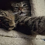Crazy joined the competition — help win amazing prizes! cat, tabby, paw, fur, whiskers, cat_condo, cozy, pet, indoor, sleepy, resting, animal, cute, feline, soft, hidden, closeup, texture, relaxing, warm