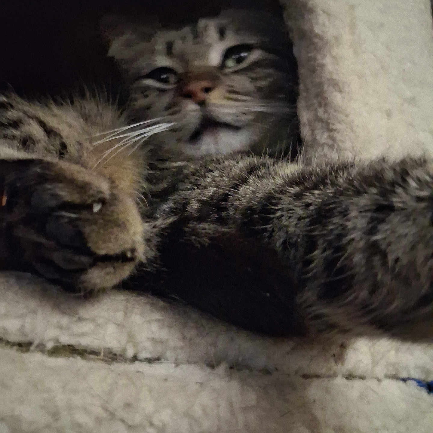 Crazy joined the competition — help win amazing prizes! cat, tabby, paw, fur, whiskers, cat_condo, cozy, pet, indoor, sleepy, resting, animal, cute, feline, soft, hidden, closeup, texture, relaxing, warm