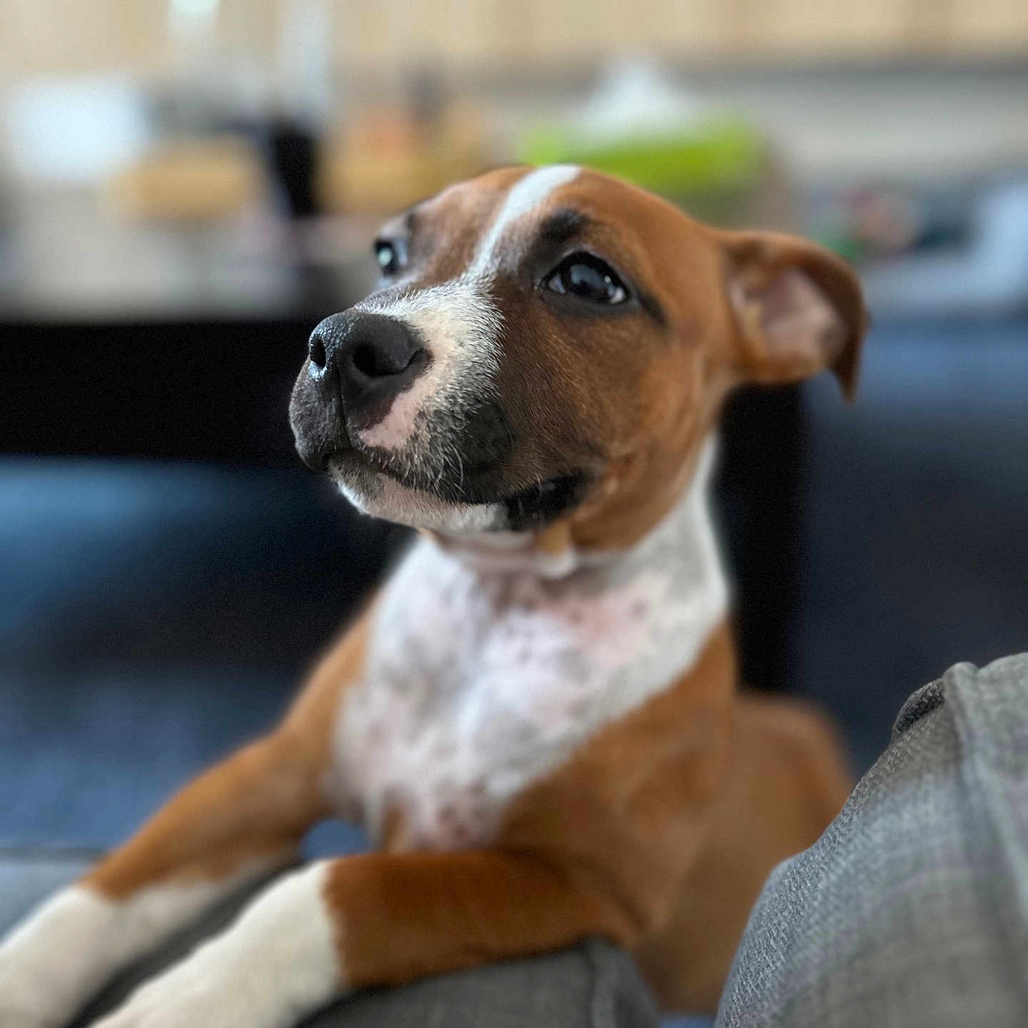 Vaya a rejoint le concours — aidez-le/la à gagner de superbes lots ! animal, architecture, beagle, boxer, bulldog, canine, chair, couch, dog, frenchbulldog, furniture, hound, indoors, interiordesign, labradorretriever, pet, pitbull, pointer, puppy, snout