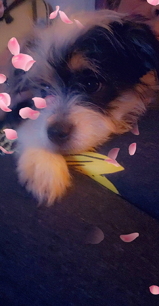 Rosie joined the competition — help win amazing prizes! canidae, carnivore, cloud, companion_dog, darkness, dog, dog_breed, electric_blue, fur, happy, maltepoo, petal, puppy_love, sky, small_terrier, snout, sporting_group, terrier, toy_dog, whiskers