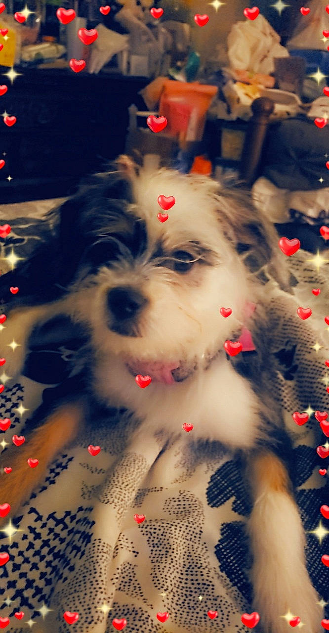 Rosie joined the competition — help win amazing prizes! art, carmine, carnivore, christmas, christmas_decoration, christmas_eve, christmas_ornament, companion_dog, dog, dog_breed, event, fawn, fur, happy, holiday, pattern, snout, whiskers, winter, world